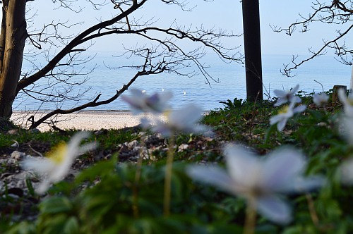 Warnemünde
Flower bloom in the woods behind the beach 
Coastline - Beach, Coastal Landscape
Cristina NAZZARI, EUCC-D